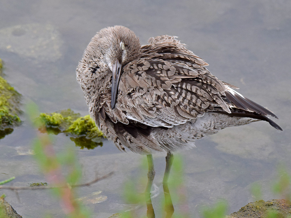 SandPiperRedKnot2.jpg