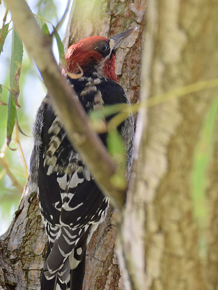 Sapsucker10.jpg