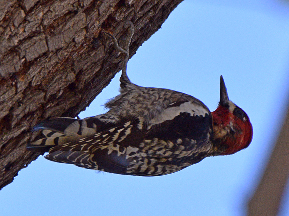 Sapsucker2.jpg