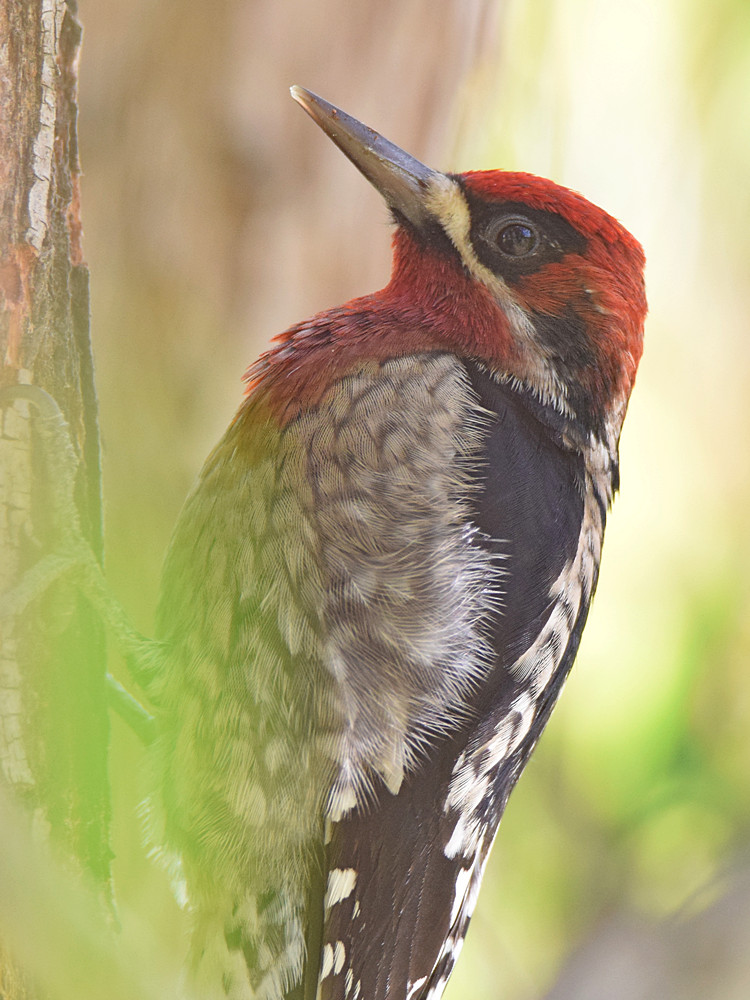 Sapsucker2.jpg