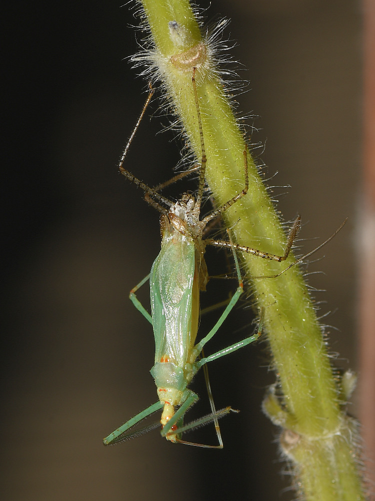 SapSucker2.jpg