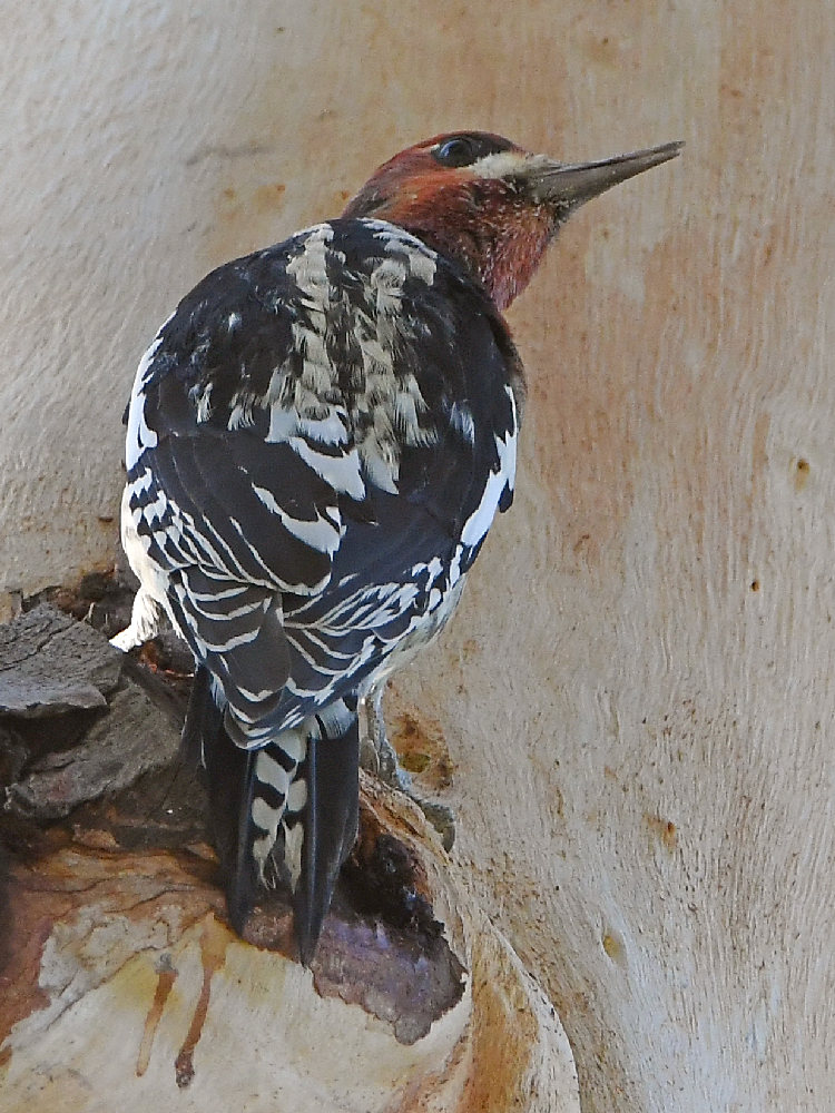Sapsucker2.jpg