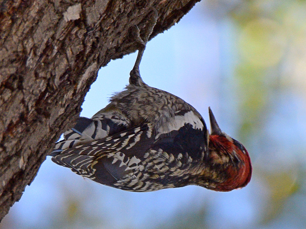 Sapsucker3.jpg