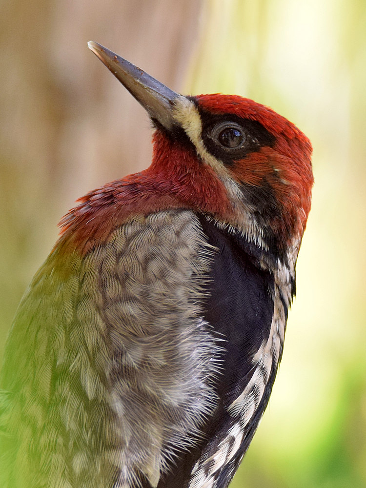 Sapsucker3.jpg