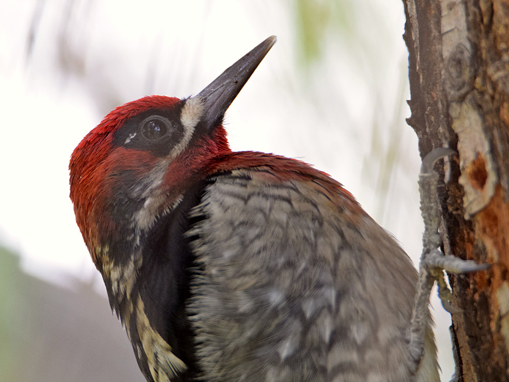 Sapsucker7.jpg