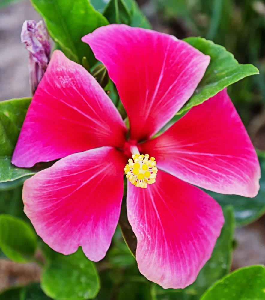 sarasas-flower-1.jpg