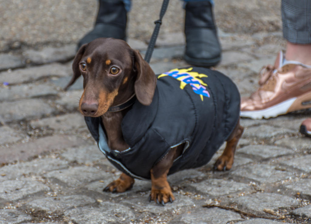 Sausage Dogs-3.jpg