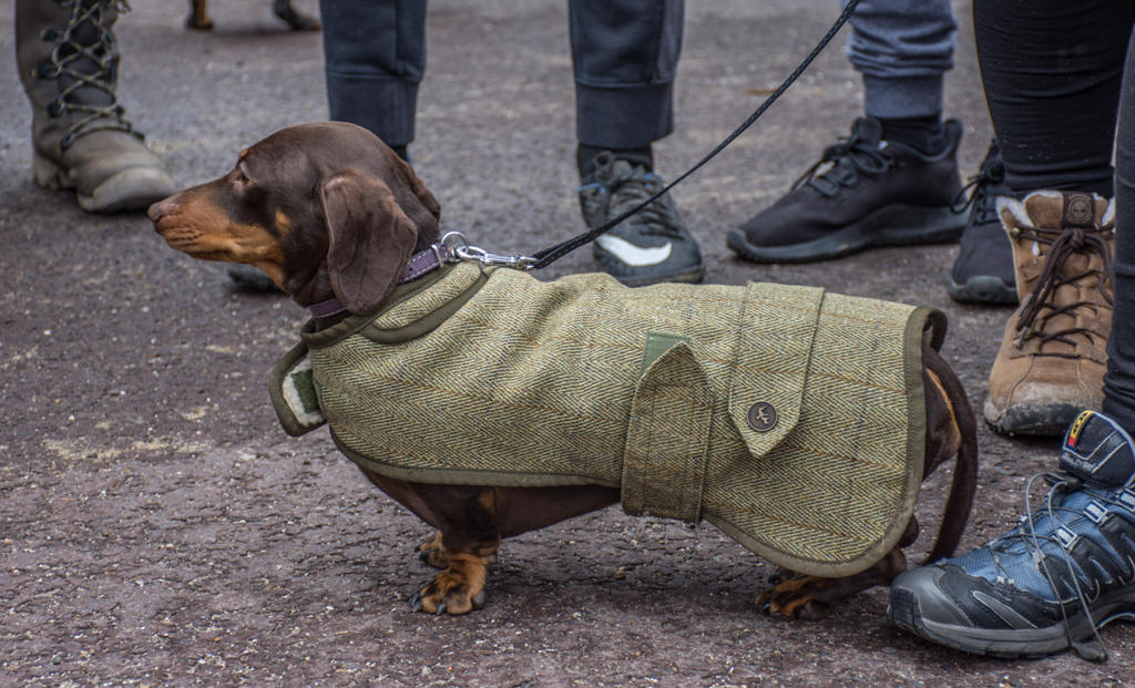 Sausage Dogs-5.jpg
