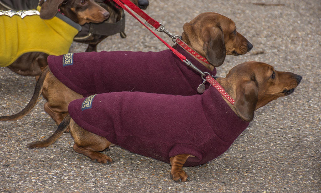 Sausage Dogs-9.jpg