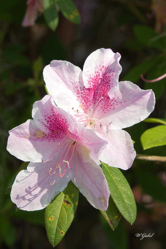 Savannah flower.jpg