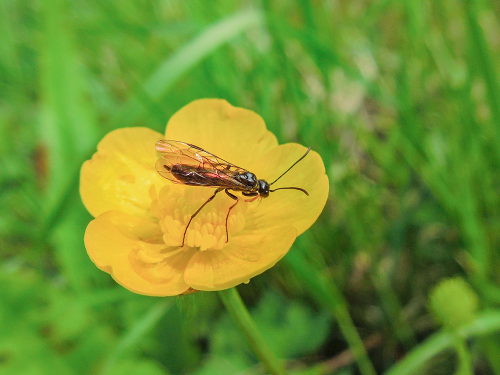 Sawfly.jpg