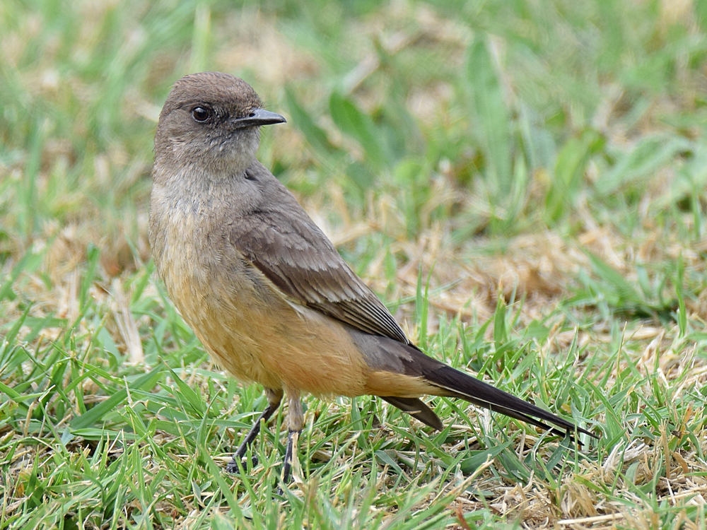 SaysPhoebe4_2015_05_30.jpg