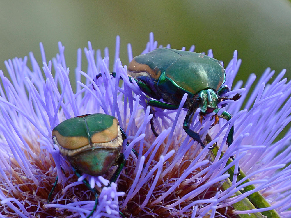 Scarab.jpg