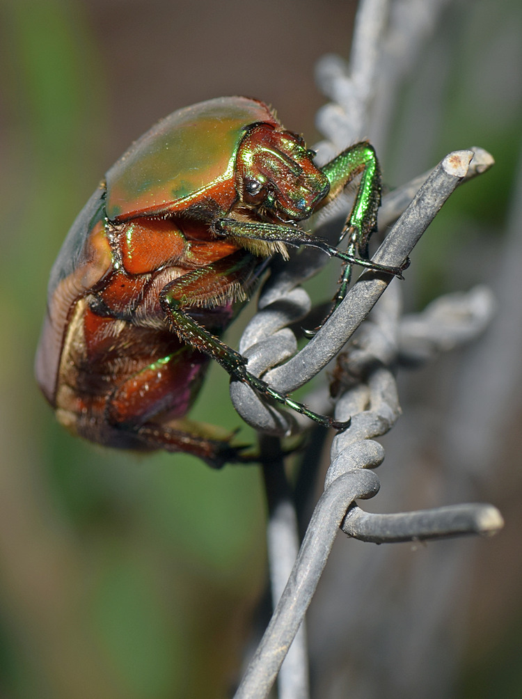 Scarab.jpg