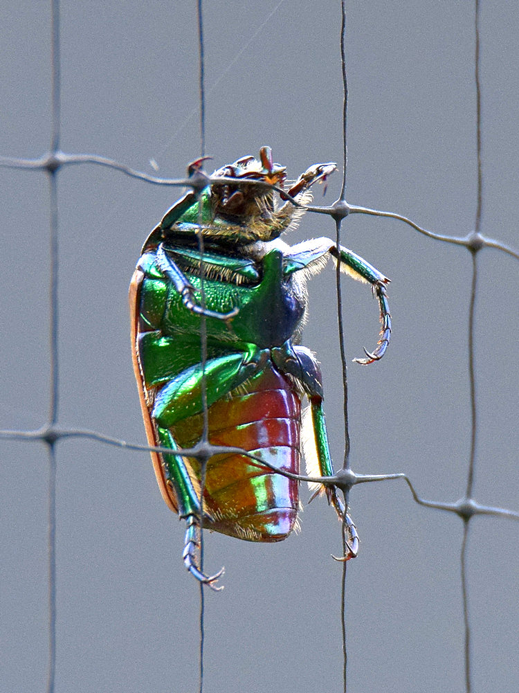 Scarab.jpg