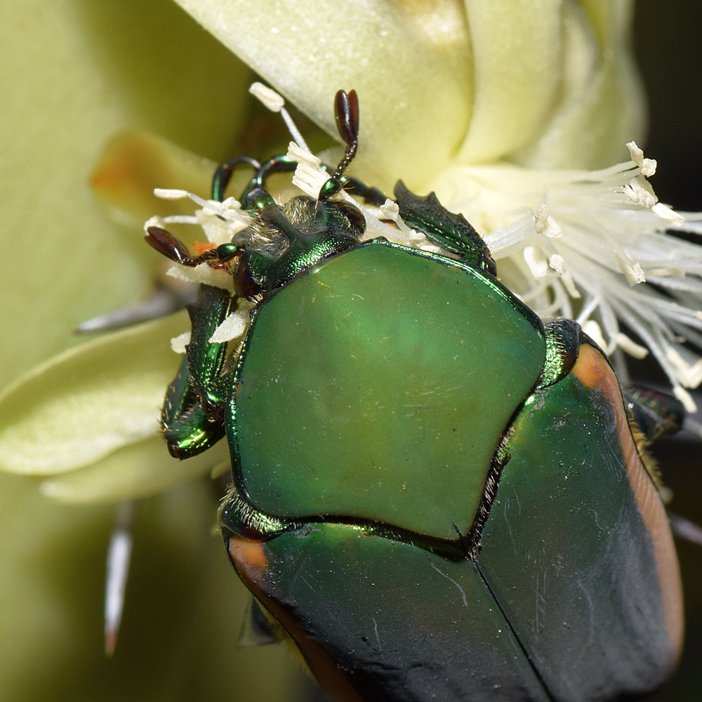 Scarab.jpg