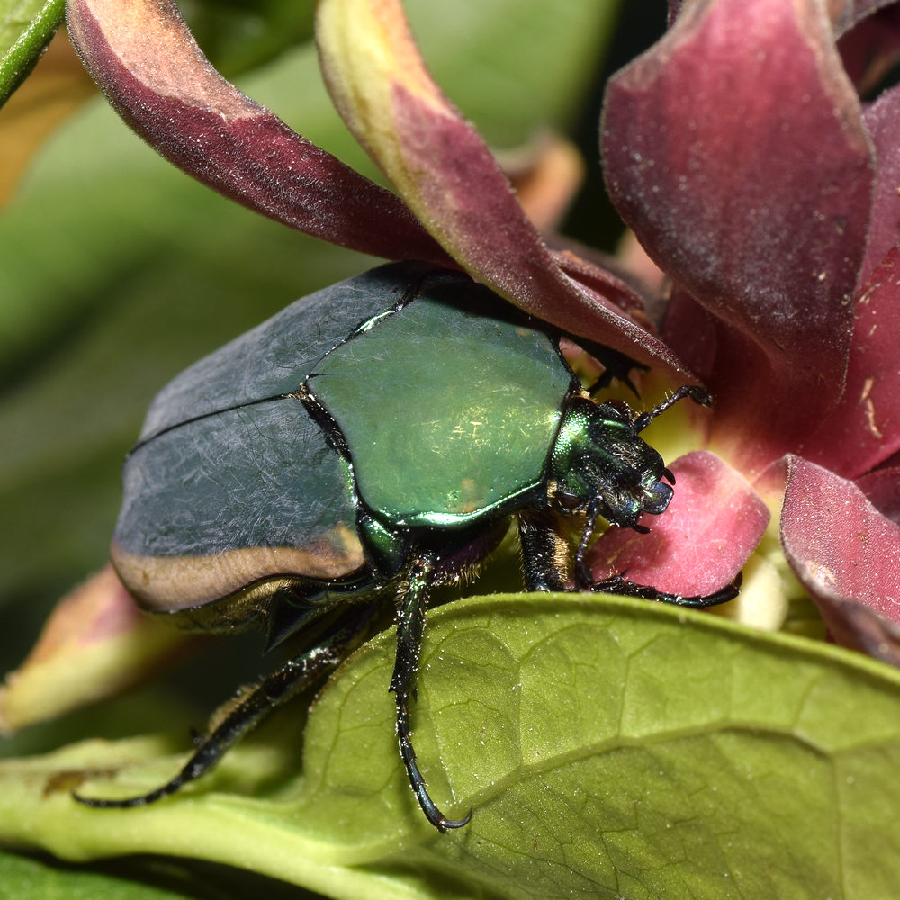 Scarab.jpg