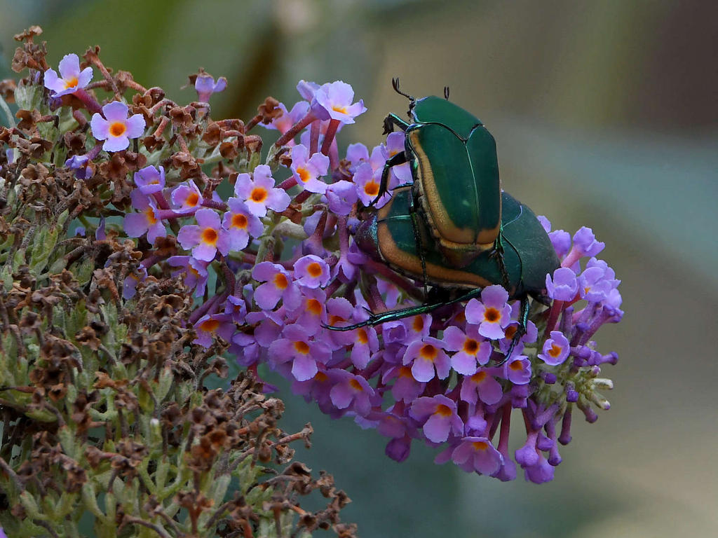 Scarab.jpg