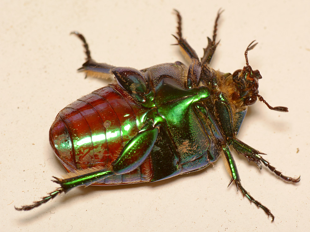 Scarab2.jpg