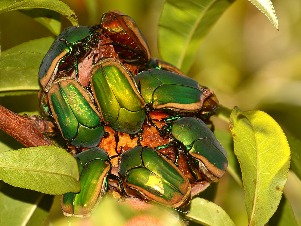 Scarab3.jpg