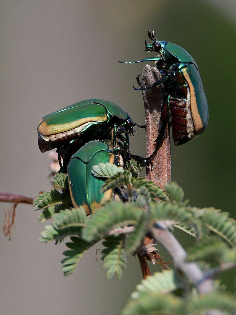 Scarab4.jpg