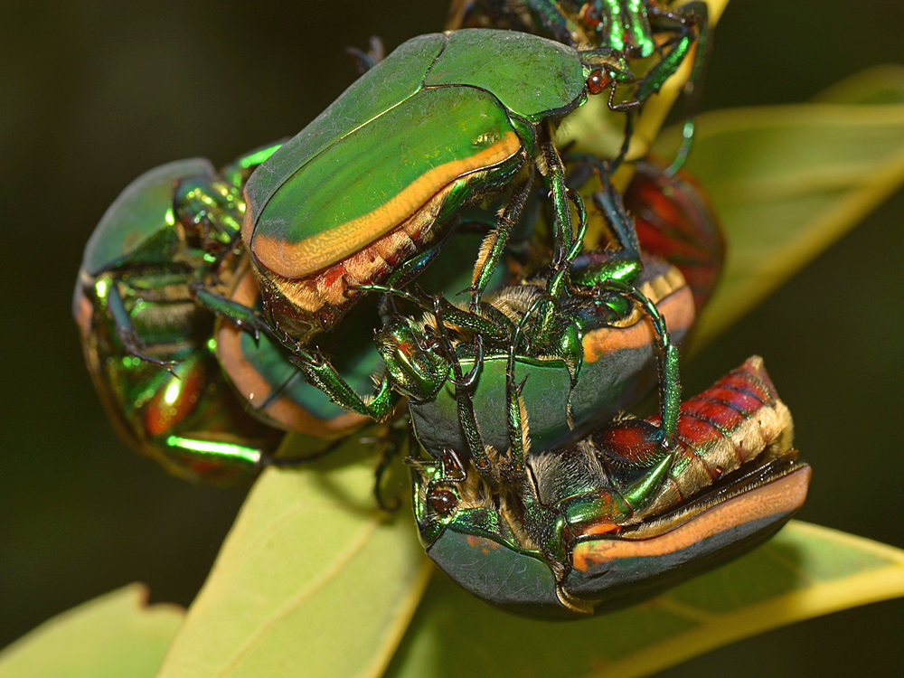 ScarabBeetle.jpg