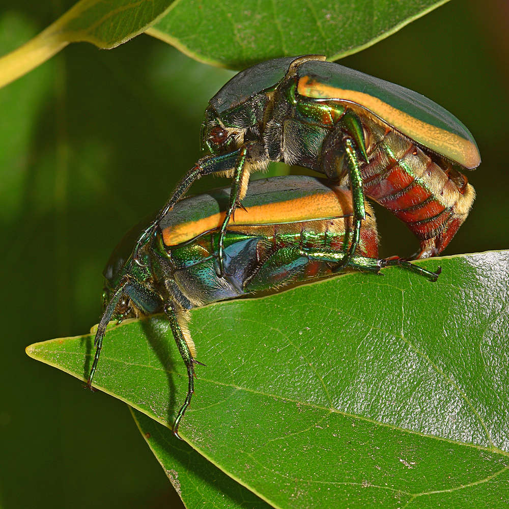 ScarabBeetle2.jpg