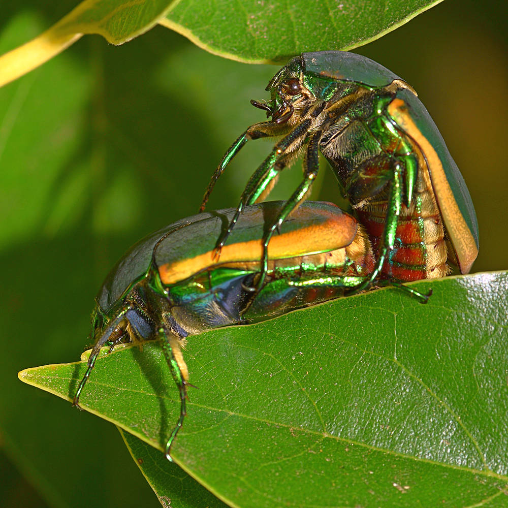 ScarabBeetle3.jpg