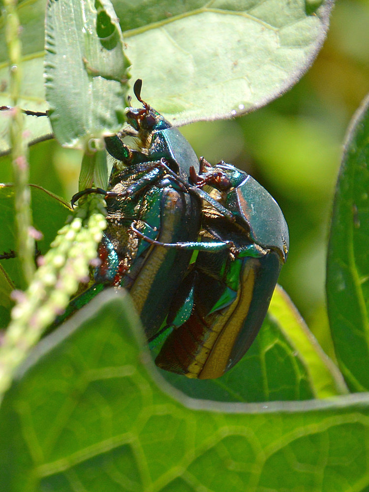Scarabs.jpg