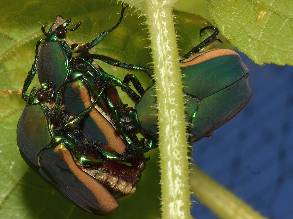 Scarabs.jpg