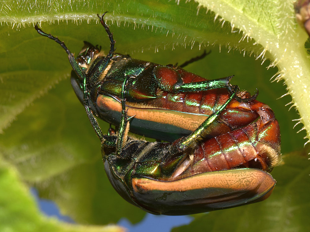 Scarabs2.jpg