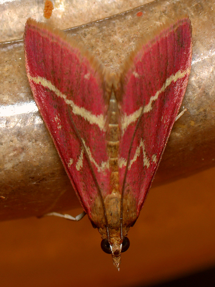 ScarletMoth.jpg