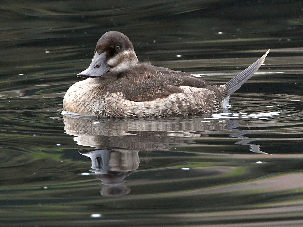 Scaup.jpg