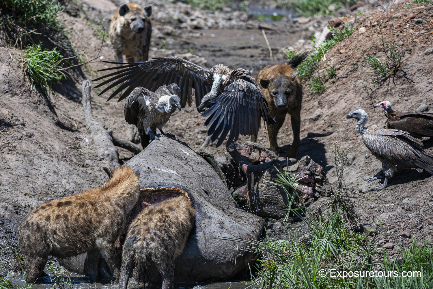 scavengers exposuretours photo safari.JPG