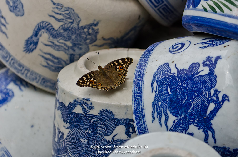 schmetterling-2.jpg