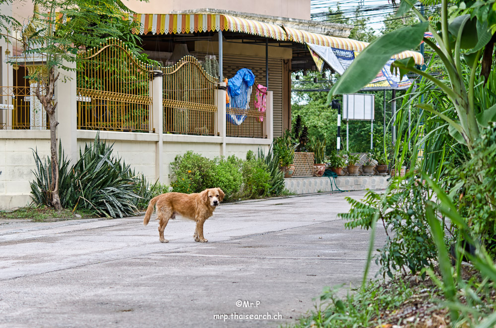 school-dog-4.jpg