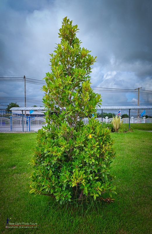 school-tree-2.jpg