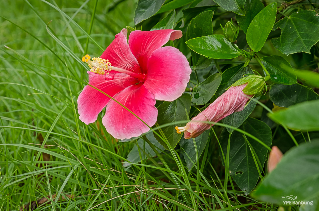 schoolflower-1.jpg