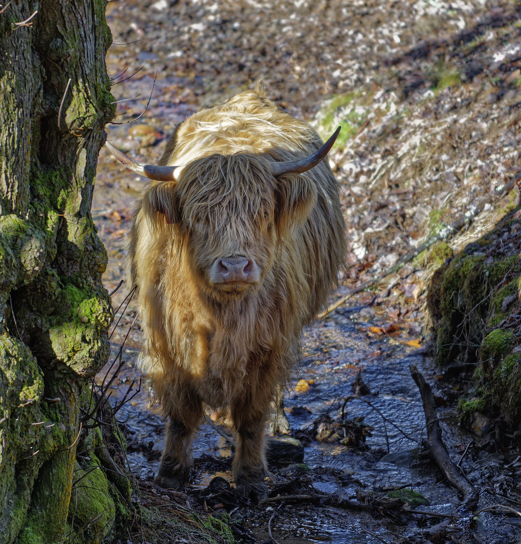 Scottish Highlands Cow.jpg