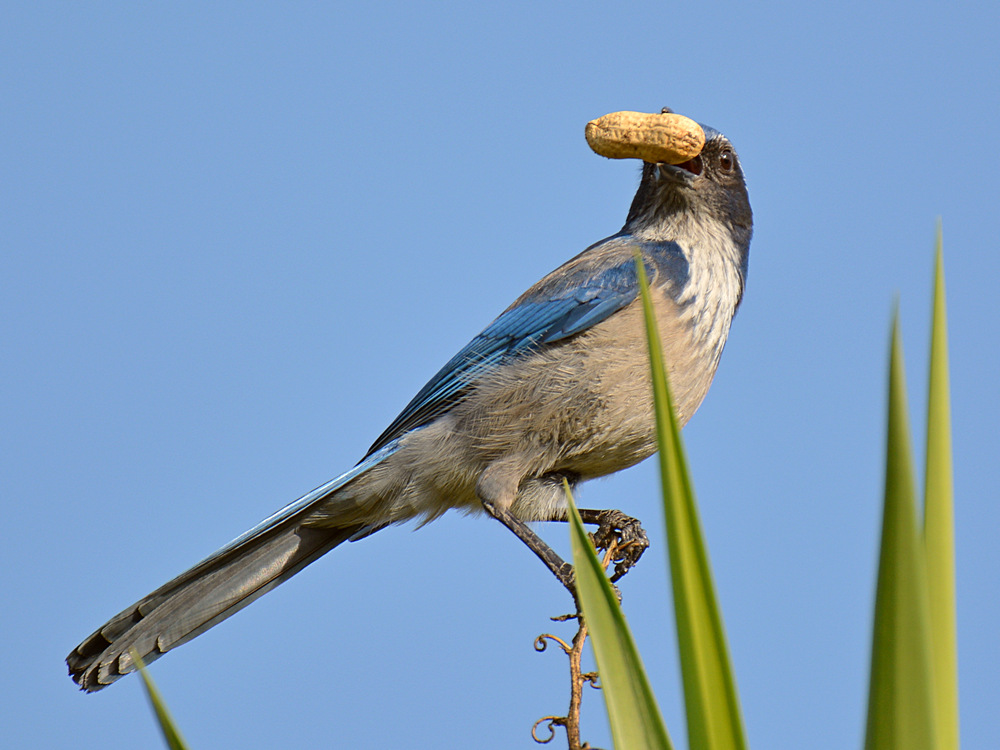 ScrubJay.jpg