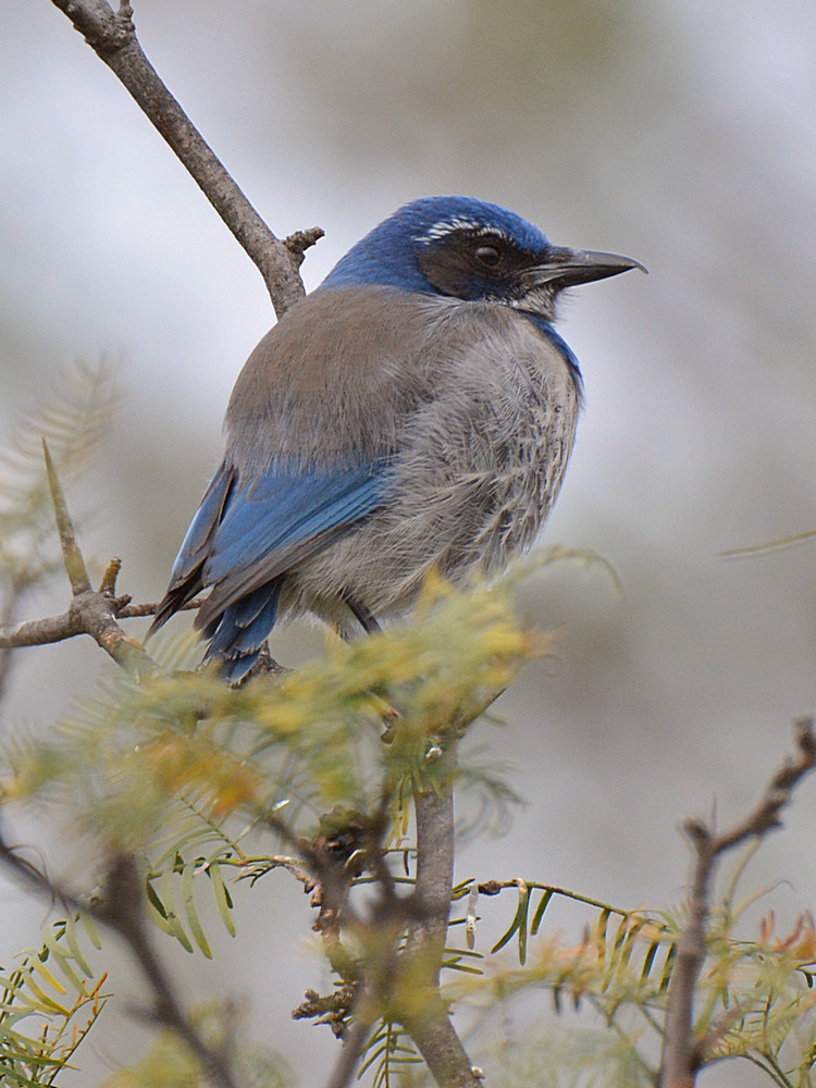 ScrubJay.jpg