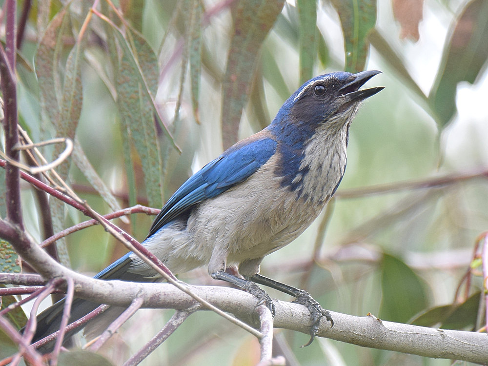 ScrubJay.jpg
