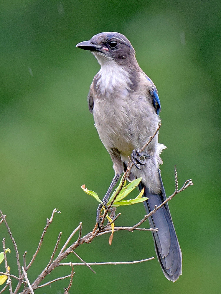 Scrubjay.jpg