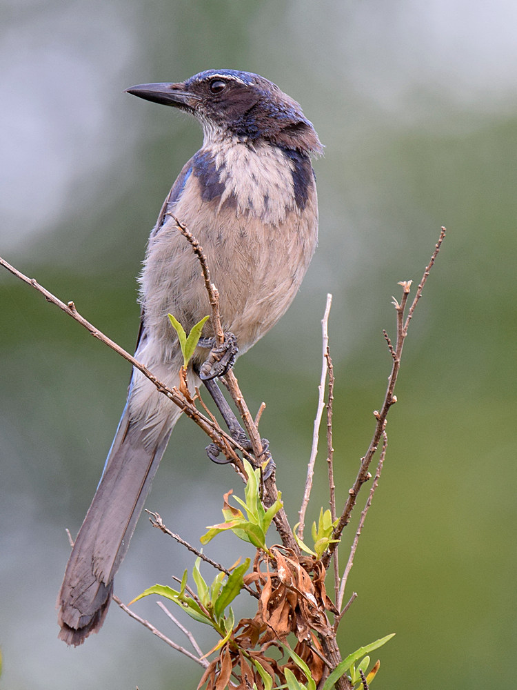 ScrubJay.jpg
