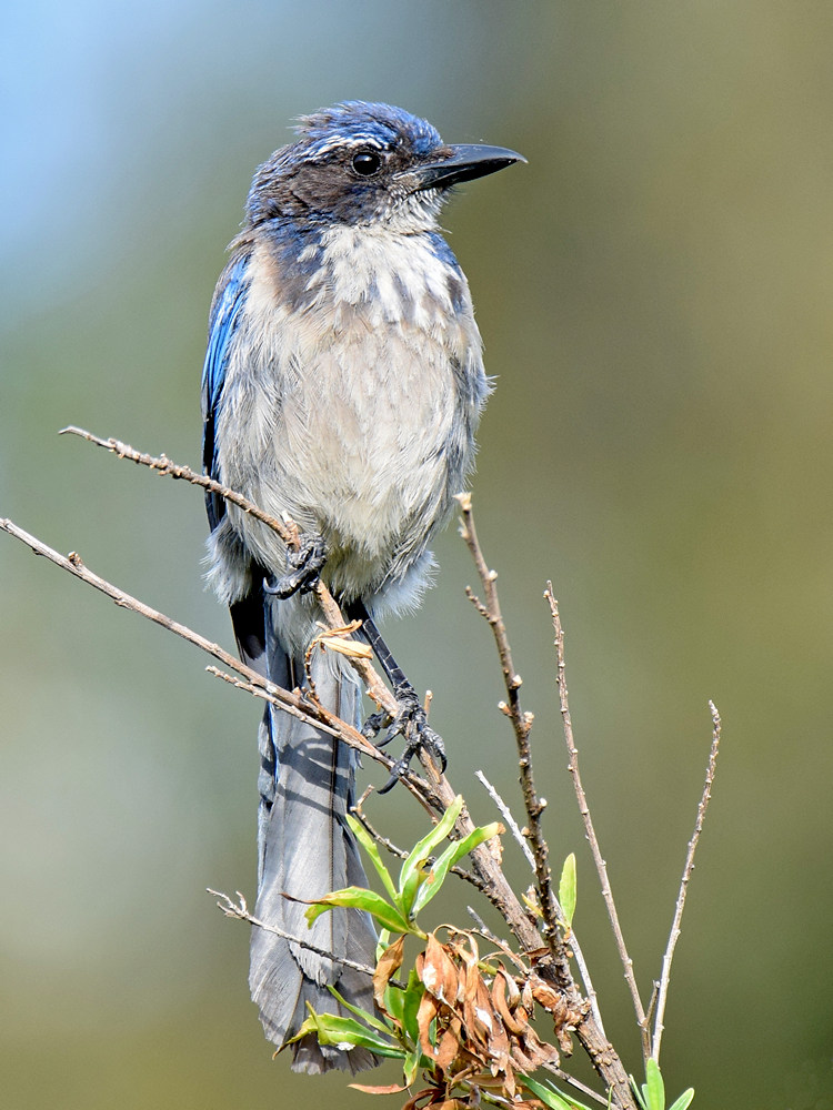 Scrubjay.jpg