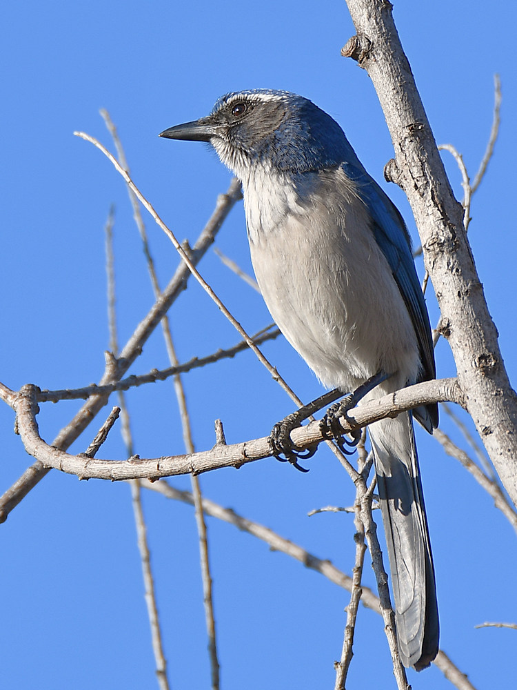 ScrubJay.jpg
