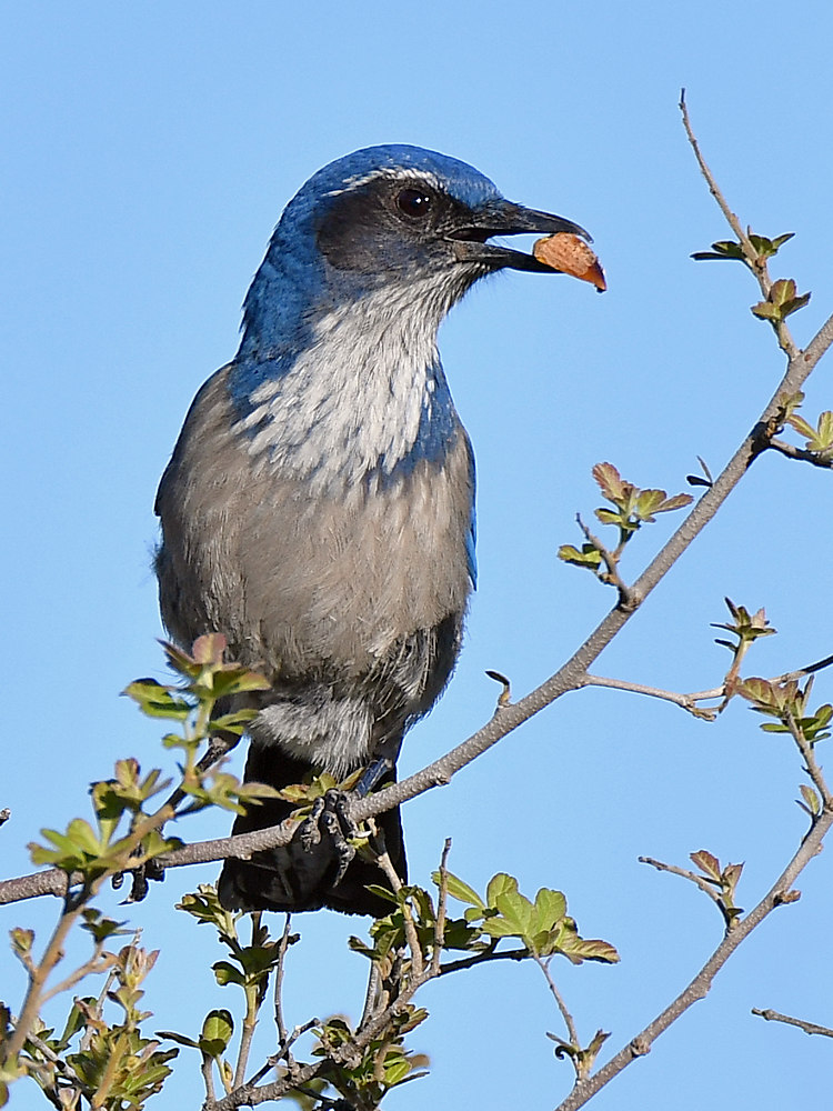 ScrubJay.jpg