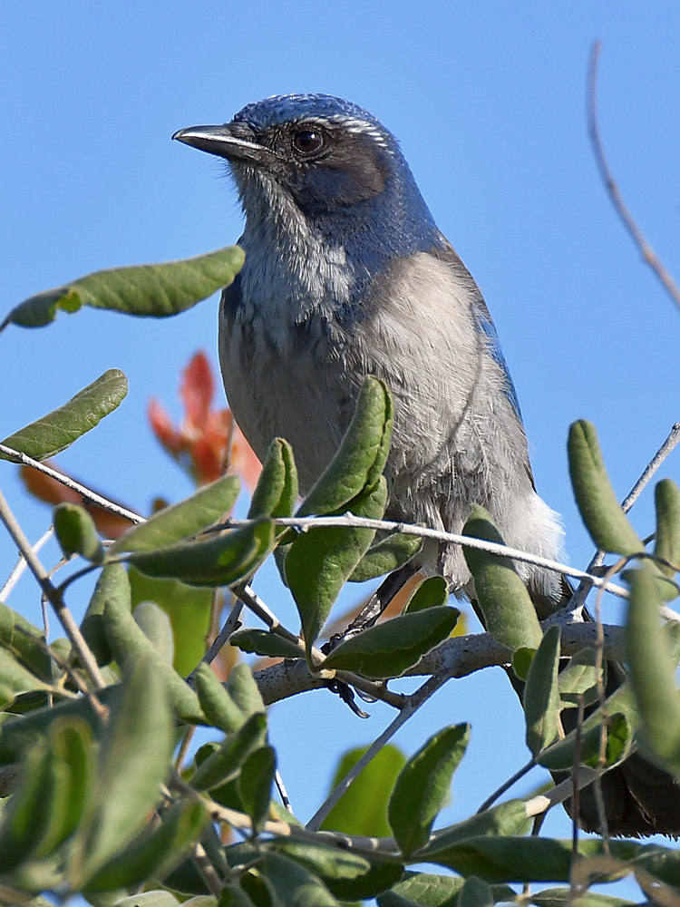 ScrubJay.jpg