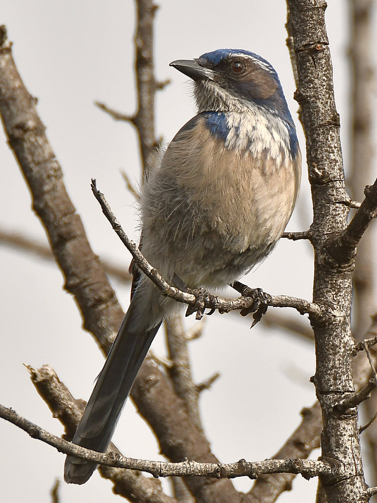 ScrubJay.jpg