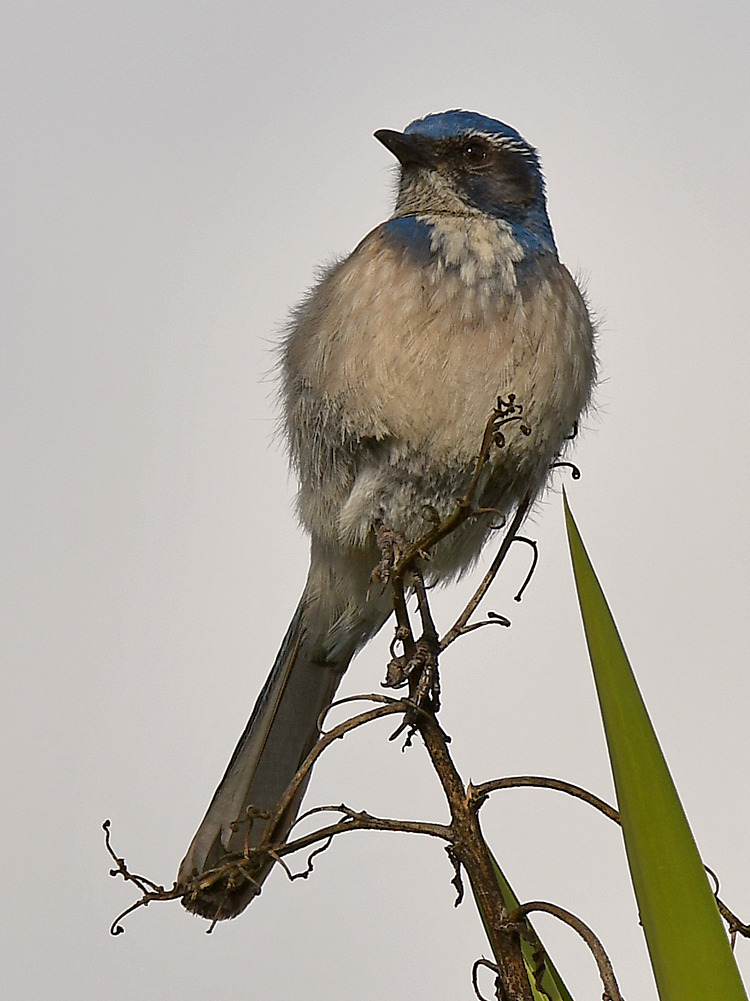 ScrubJay.jpg